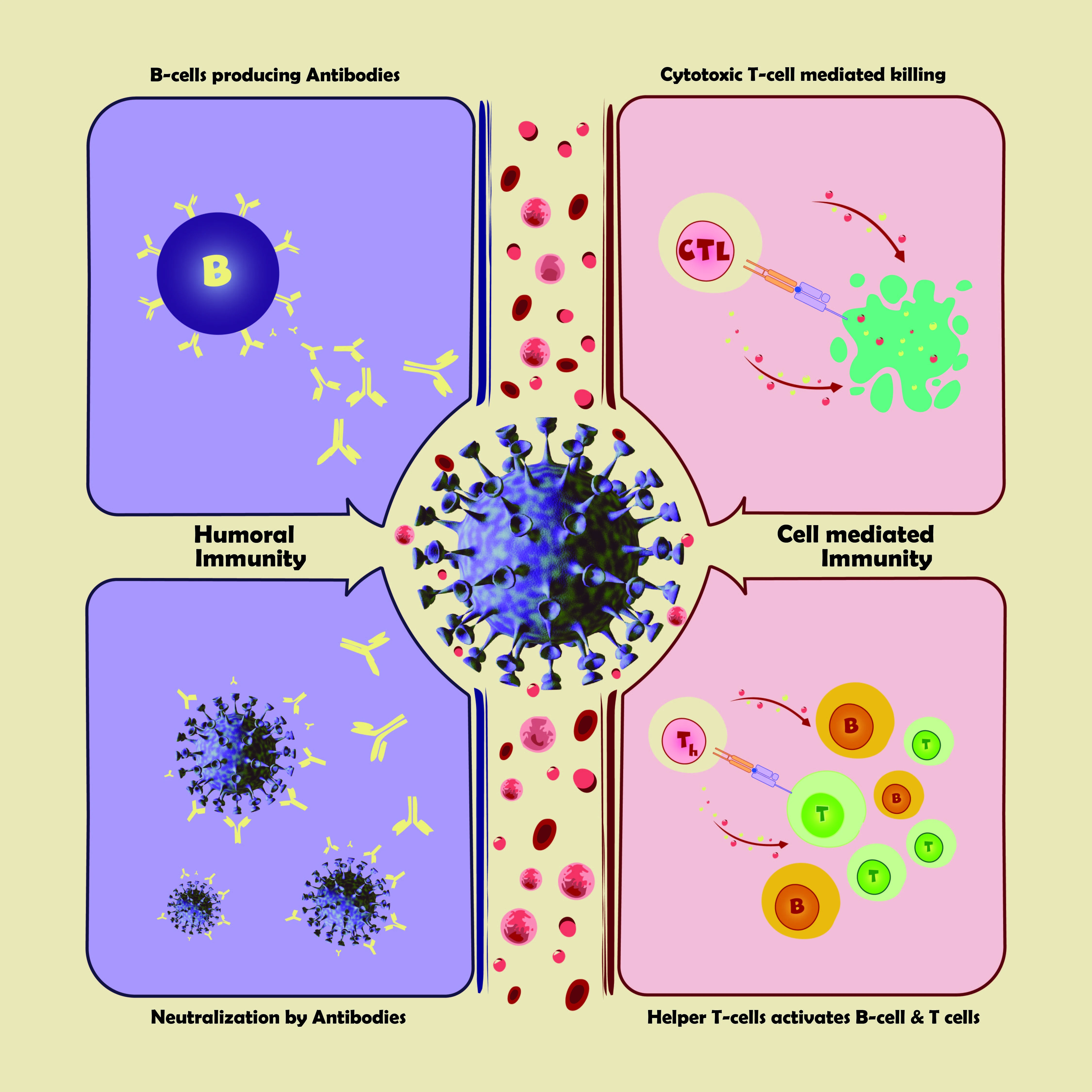 Adaptive Immunity